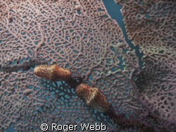 Flamingo Tongue on fan coral by Roger Webb 